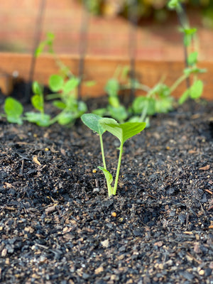 growing seedlings